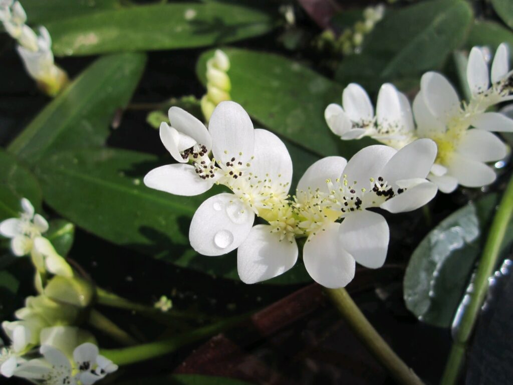British Pond Plants: A Complete Guide to Choosing the Best Varieties