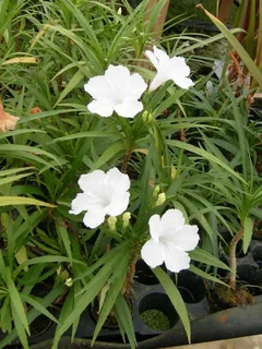 Buy Marginal Pond Plants to Create a Lush Waterside Display